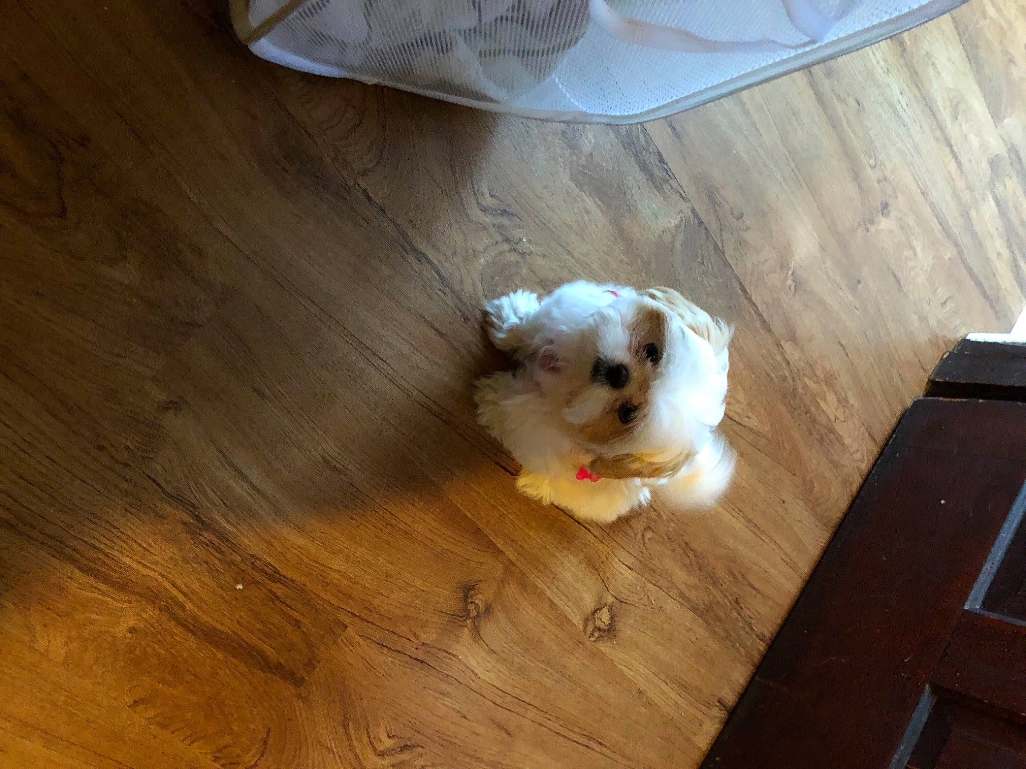 Kluey joined the competition — help win amazing prizes! carnivore, companion_dog, dog, dog_breed, fawn, floor, flooring, fur, hardwood, laminate_flooring, plank, snout, sporting_group, toy_dog, varnish, whiskers, wood, wood_flooring, wood_stain, working_animal