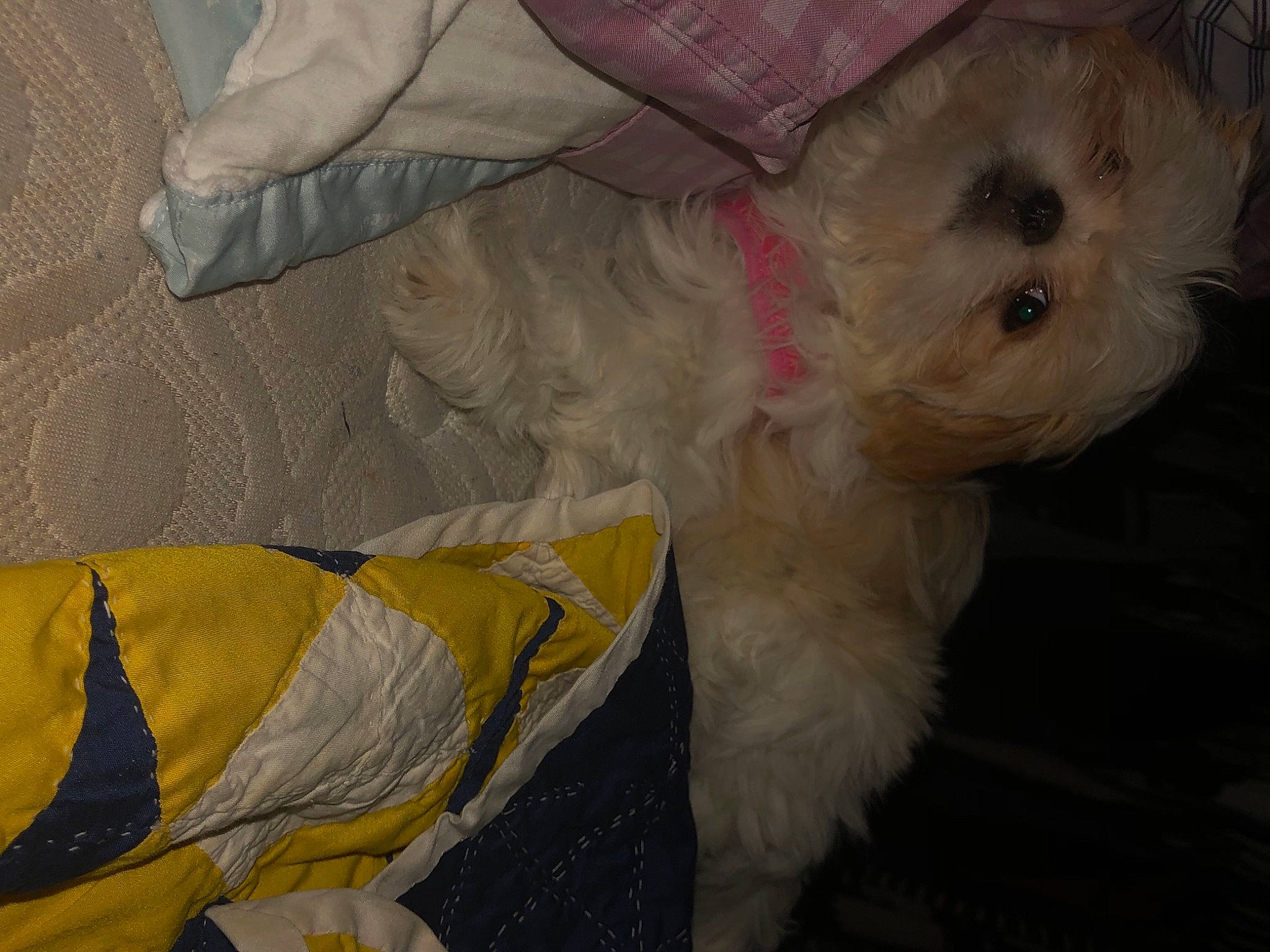 Kluey is registered to the contest to win money with this photo: canidae, carnivore, companion_dog, dog, dog_breed, dog_clothes, dog_supply, fawn, fur, linens, pattern, poodle_crossbreed, shih_poo, sleeve, small_terrier, sporting_group, terrier, toy, toy_dog, working_animal