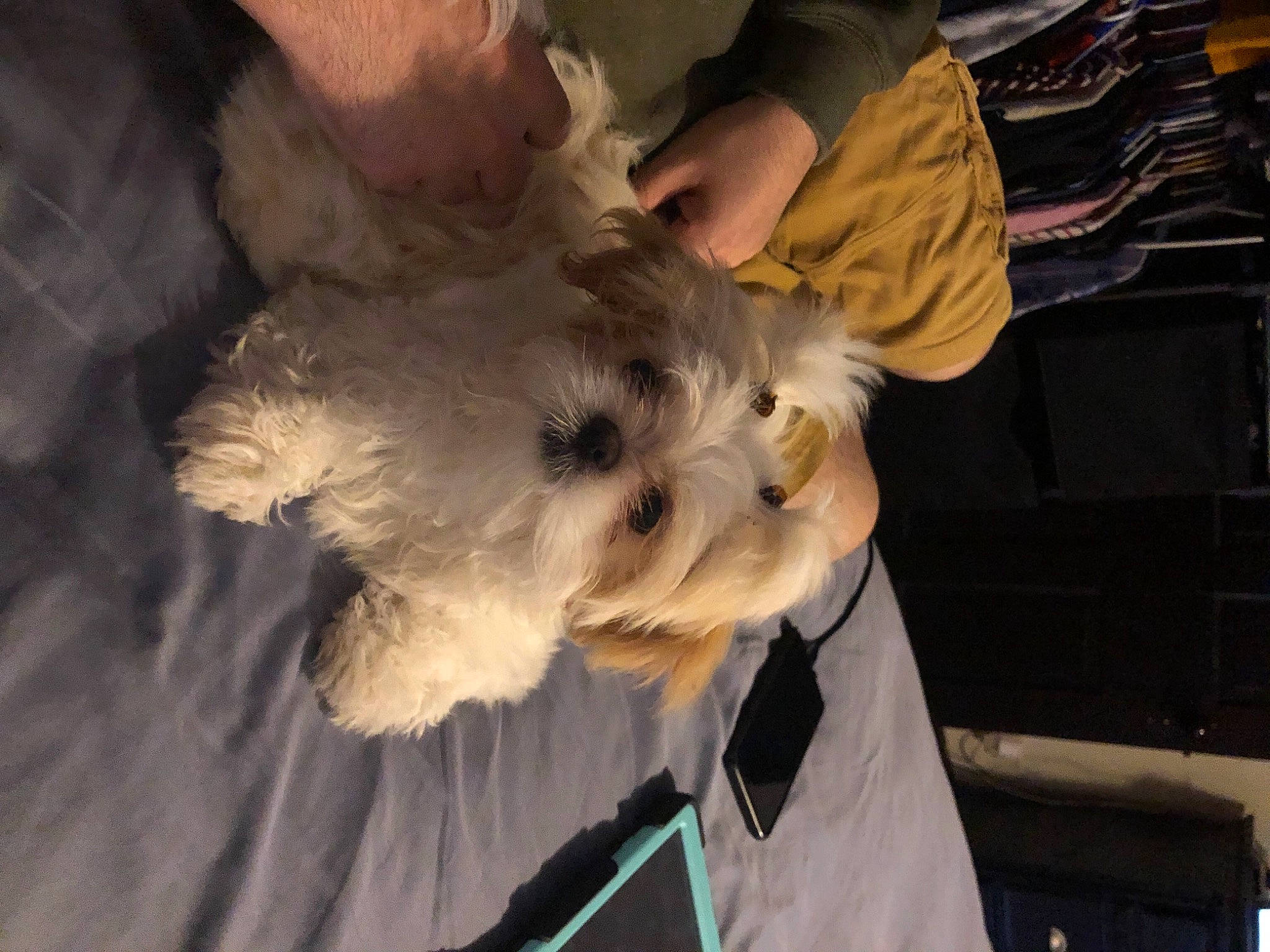 Kluey joined the competition — help win amazing prizes! bichon, canidae, carnivore, companion_dog, dog, dog_breed, dog_clothes, event, fur, labradoodle, non_sporting_group, poodle_crossbreed, puppy_love, schnauzer, shih_poo, small_terrier, snout, sporting_group, terrier, toy_dog