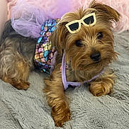 Cookie is registered to the contest to win money with this photo: dog, pet, small_dog, costume, mermaid_outfit, purple, blanket, cute, fur, indoors, accessory, playful, animal, relaxed, cozy, posing, adorable, fashion, puppy, toy
