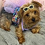 dog, pet, small_dog, costume, mermaid_outfit, purple, blanket, cute, fur, indoors, accessory, playful, animal, relaxed, cozy, posing, adorable, fashion, puppy, toy