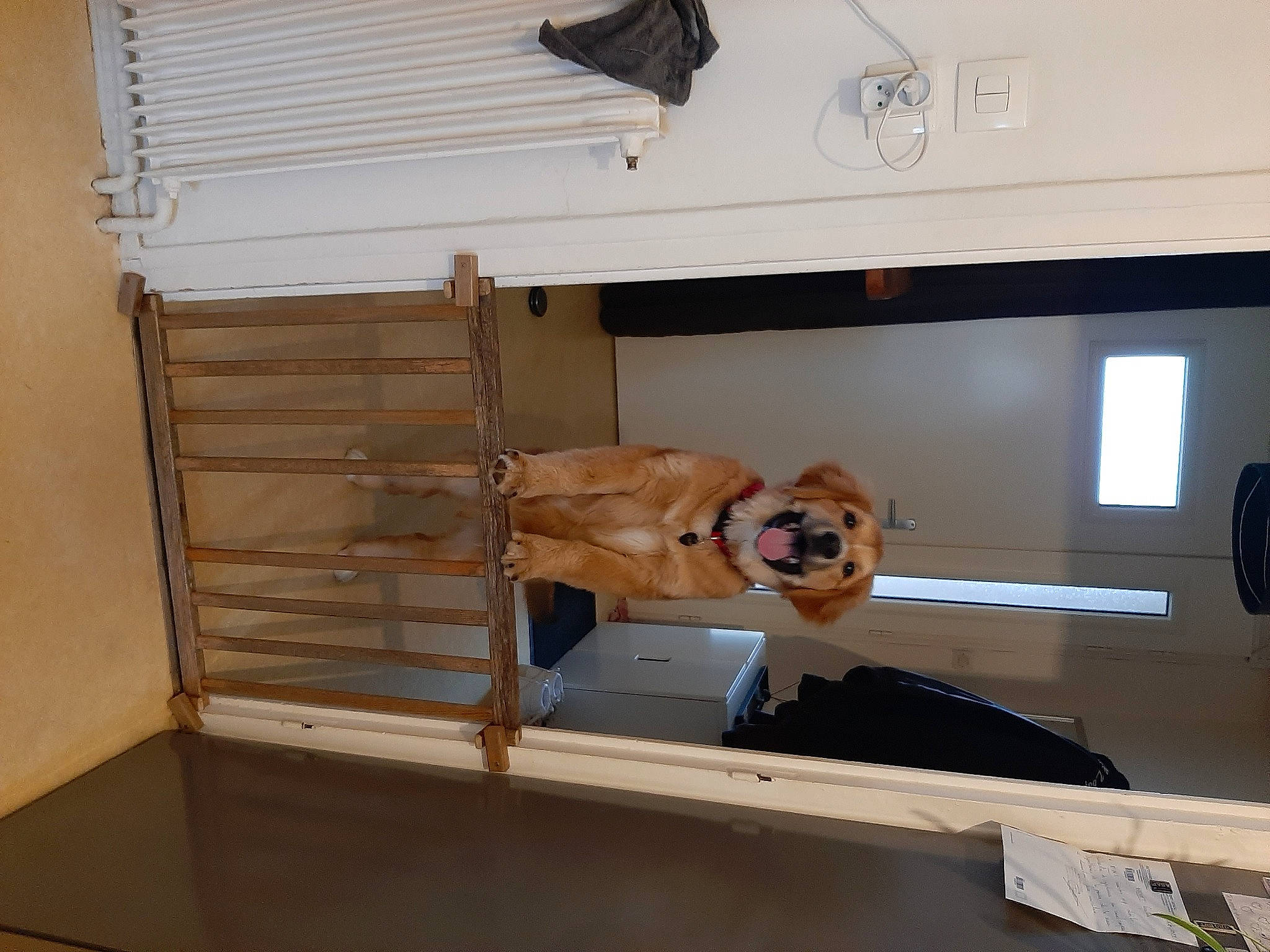 Turbo a rejoint le concours — aidez-le/la à gagner de superbes lots ! ceiling, flooring, hardwood, plywood, room, shelving, wood