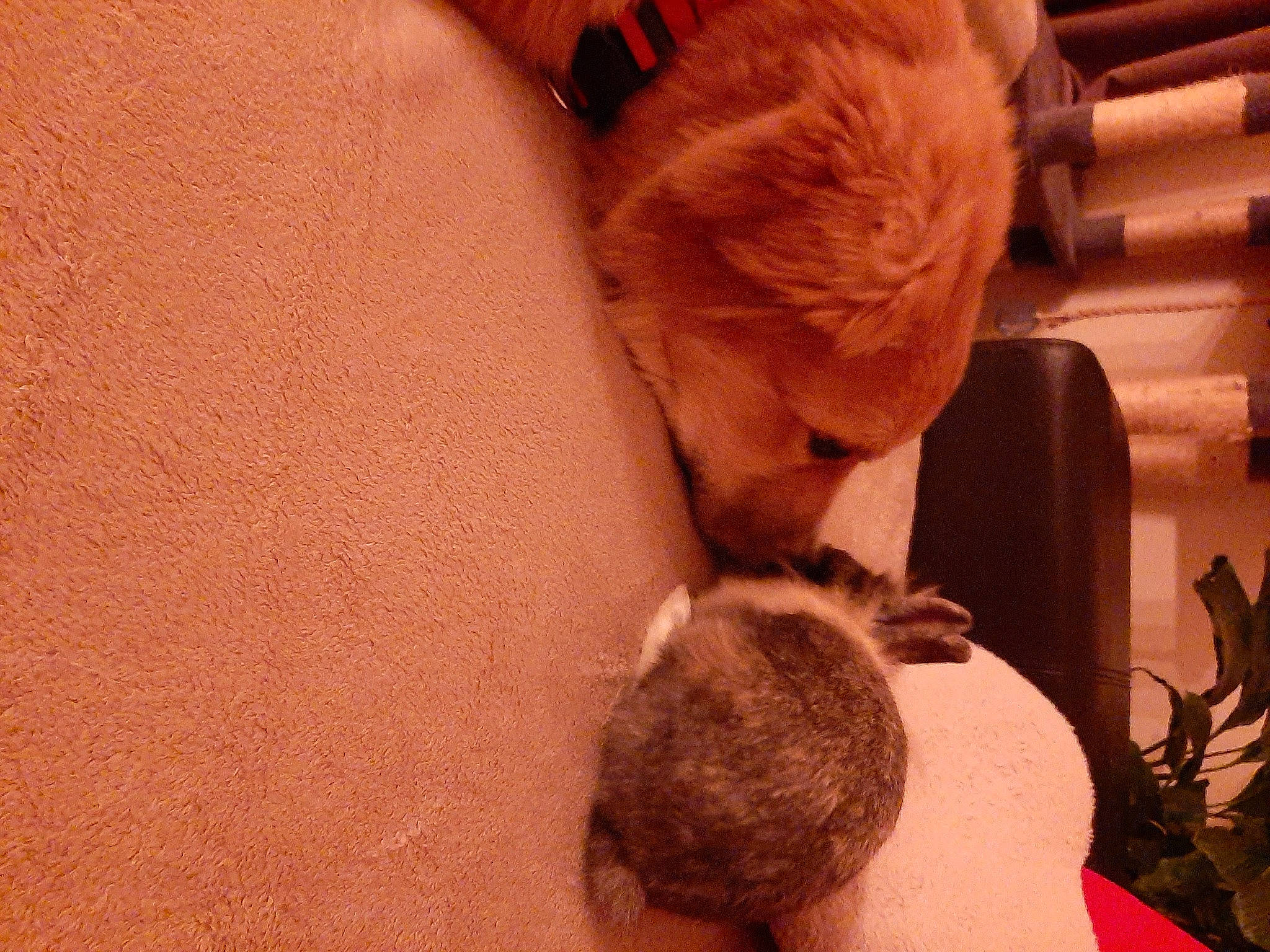 Turbo a rejoint le concours — aidez-le/la à gagner de superbes lots ! beard, carnivore, comfort, companion_dog, dog, dog_breed, ear, felidae, flooring, fur, human_leg, orange, snout, tail, toy_dog, vertebrate, whiskers, wood, working_animal, wrinkle