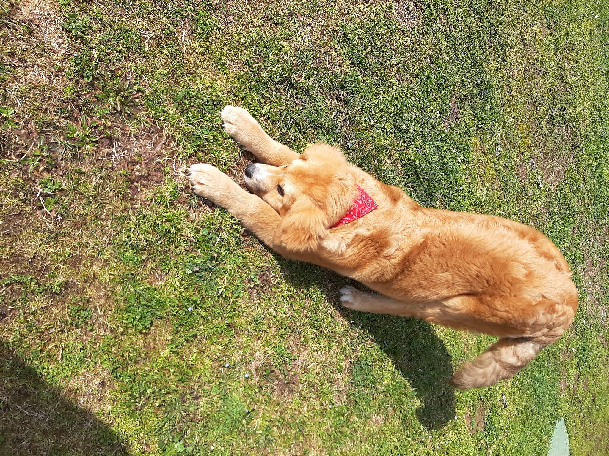 Turbo participe au concours pour gagner de l'argent avec cette photo : carnivore, cat, companion_dog, dog_breed, domestic_short_haired_cat, fawn, felidae, fur, gesture, grass, groundcover, human_leg, paw, plant, small_to_medium_sized_cats, snout, soil, tail, terrestrial_animal, whiskers