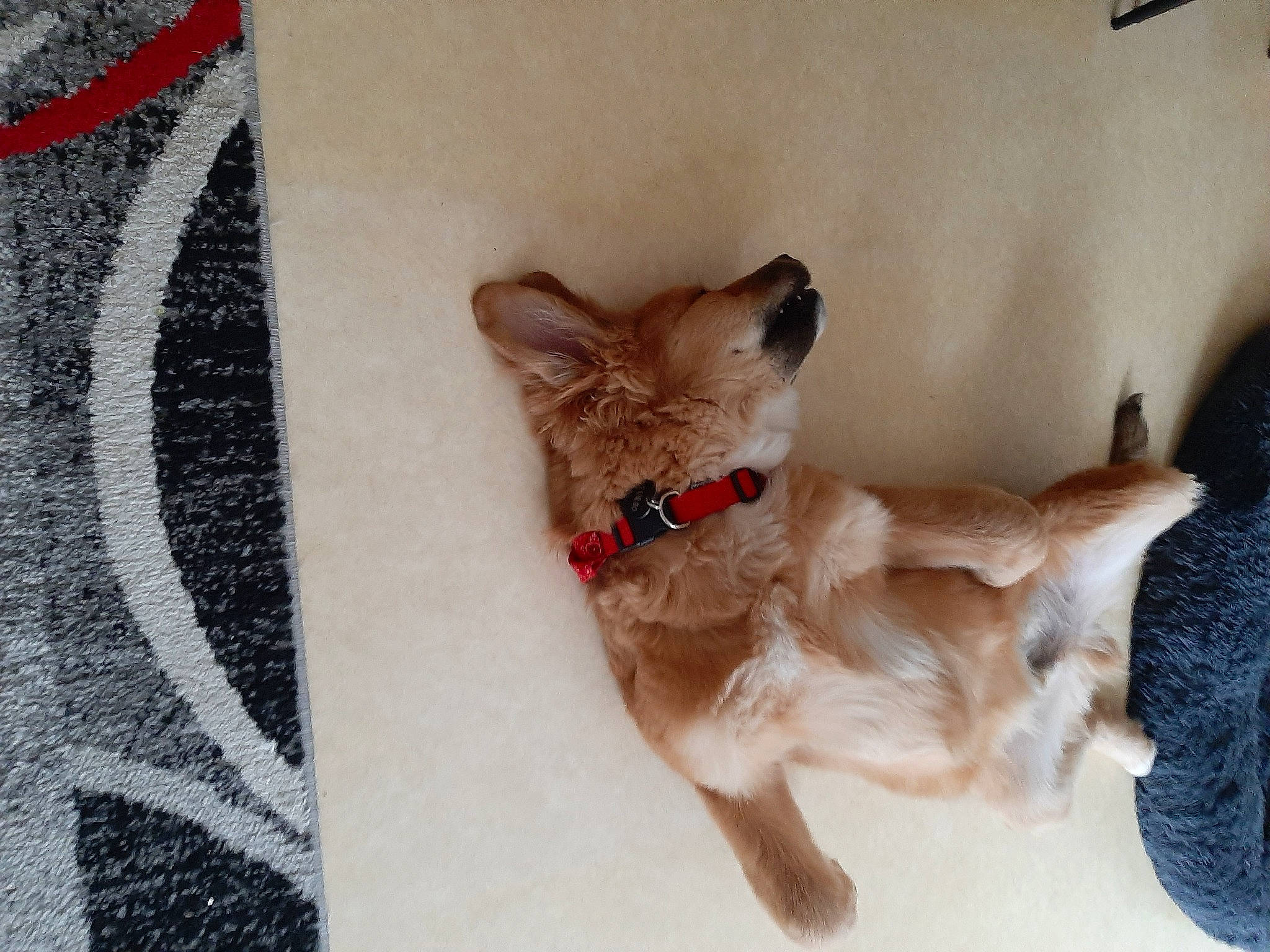 Turbo participe au concours pour gagner de l'argent avec cette photo : carnivore, cat, companion_dog, dog_breed, dog_supply, fawn, felidae, fur, linens, liver, pattern, paw, small_to_medium_sized_cats, tail, whiskers, working_animal