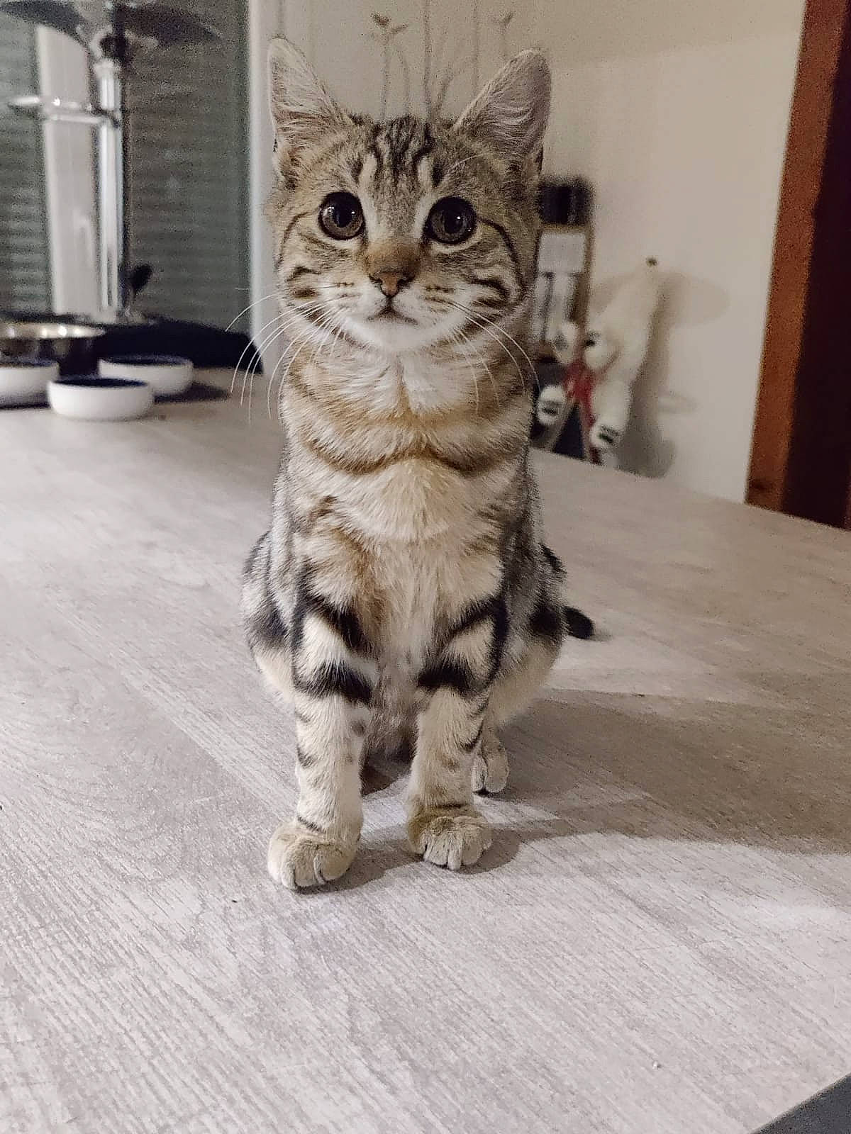 Freya participe au concours pour gagner de l'argent avec cette photo : carnivore, cat, claw, domestic_short_haired_cat, door, felidae, floor, flooring, fur, grey, hardwood, paw, sitting, small_to_medium_sized_cats, snout, tail, whiskers, wildlife, window, wood