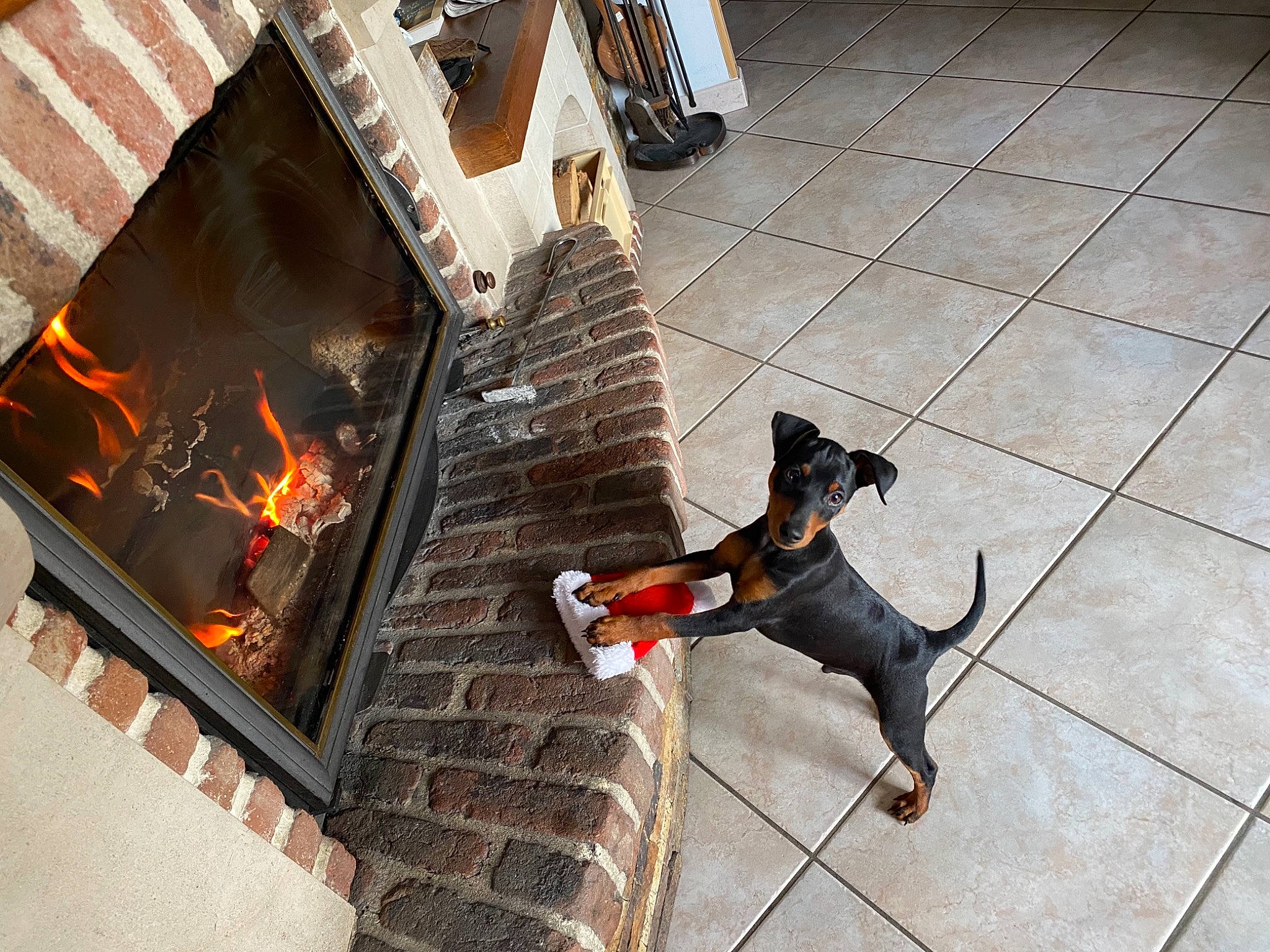 Reiky a rejoint le concours — aidez-le/la à gagner de superbes lots ! ash, brick, brickwork, building_material, canidae, carnivore, collar, companion_dog, concrete, dog, dog_breed, fire, flame, floor, gas, guard_dog, heat, sporting_group, tail, tile