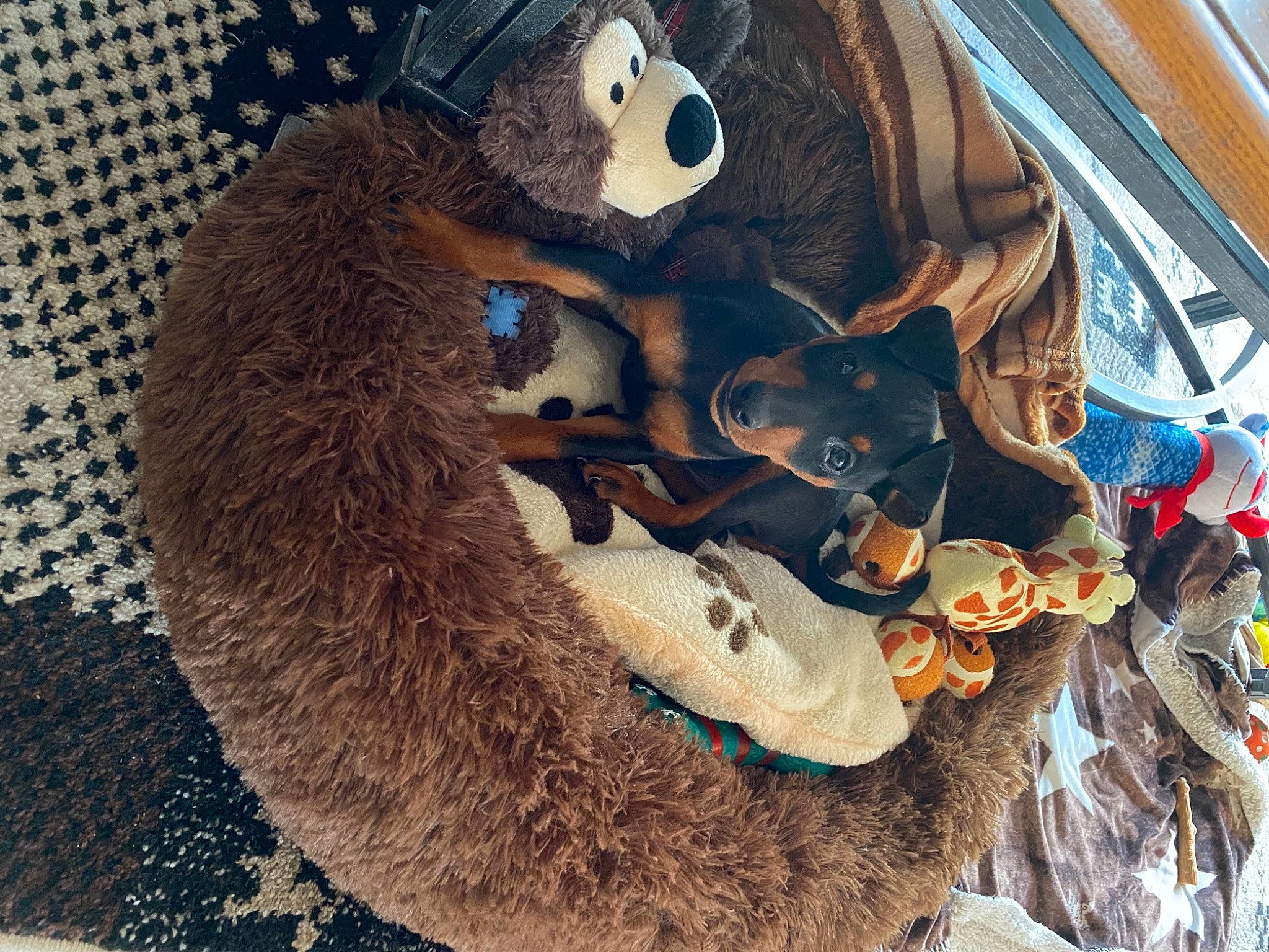 Reiky a rejoint le concours — aidez-le/la à gagner de superbes lots ! baby_toys, fur, natural_material, plush, stuffed_toy, terrestrial_animal, textile, toy