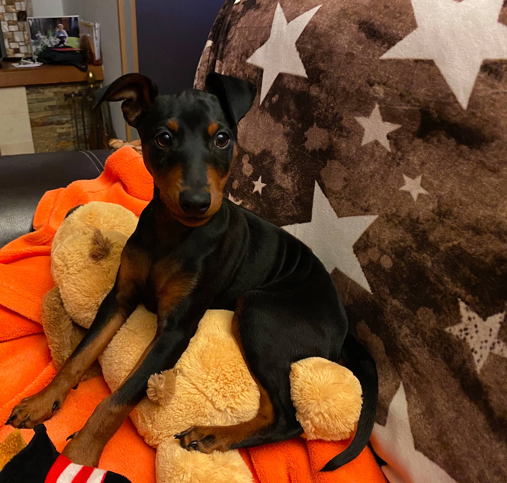 Reiky a rejoint le concours — aidez-le/la à gagner de superbes lots ! cabinetry, canidae, carmine, carnivore, companion_dog, dobermann, dog, dog_breed, dog_supply, event, fawn, fur, guard_dog, pinscher, prazsky_krysarik, shelf, snout, toy_dog, whiskers, working_animal