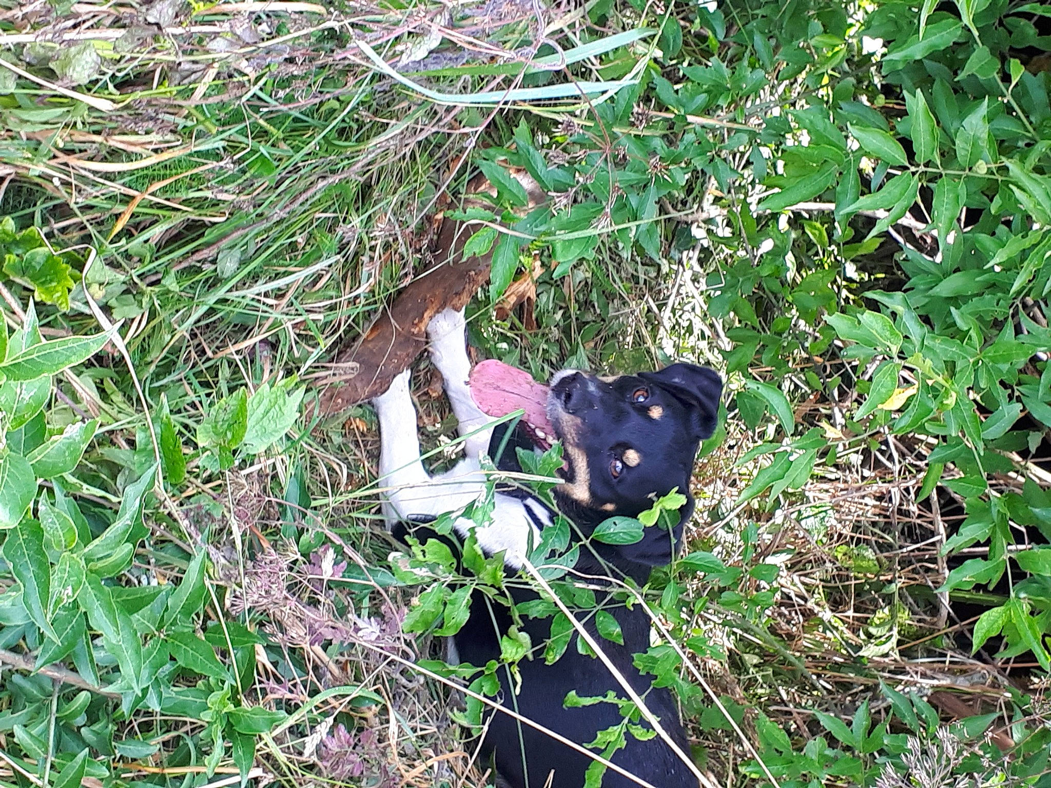 Bambou participe au concours pour gagner de l'argent avec cette photo : grass, groundcover, herb, metal, natural_landscape, plant, plastic, shrub, soil, terrestrial_animal, terrestrial_plant, tree, trunk, twig, wildflower, wildlife, wood