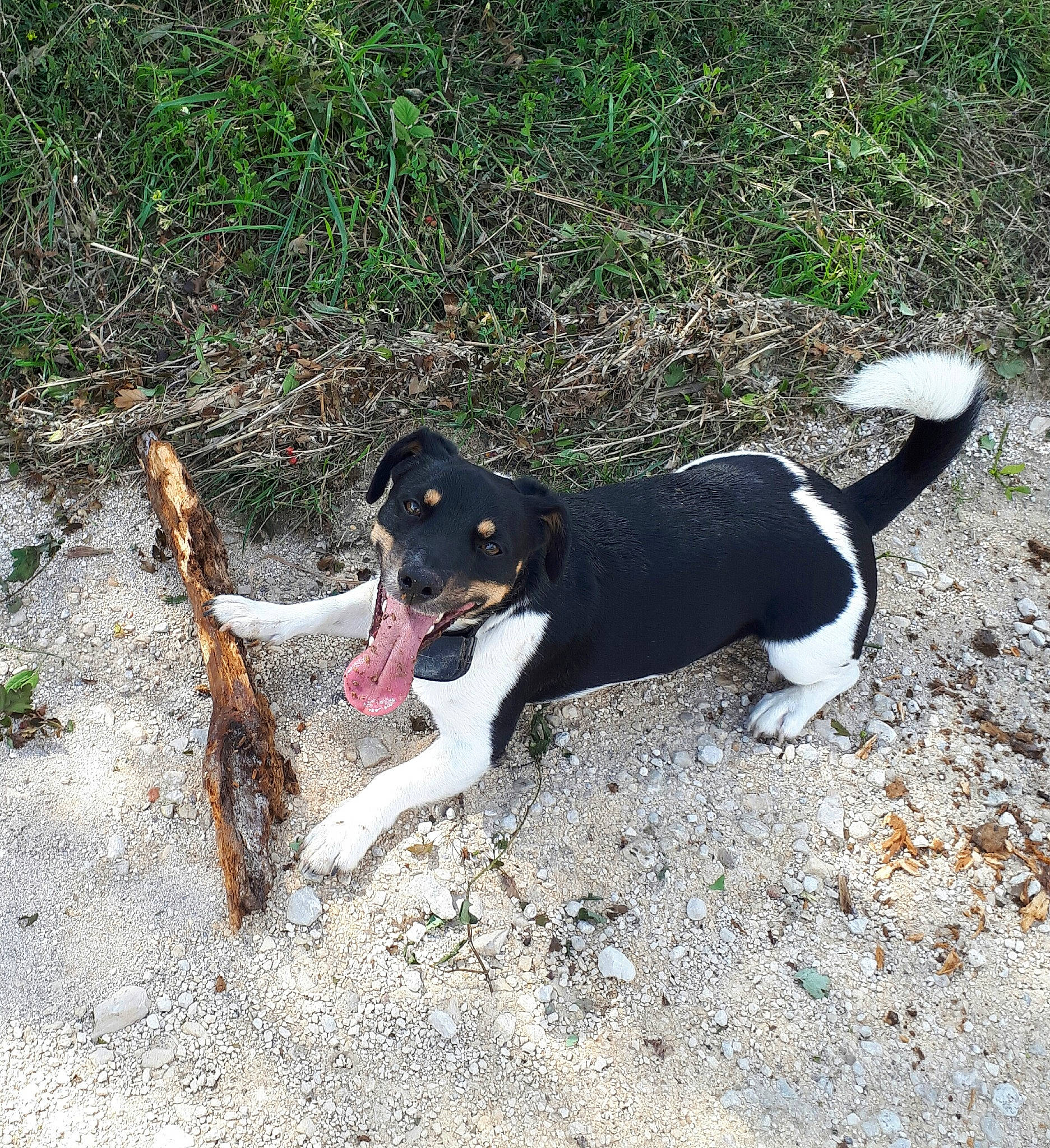 Bambou a rejoint le concours — aidez-le/la à gagner de superbes lots ! canidae, carnivore, chilean_fox_terrier, collar, companion_dog, dog, dog_breed, grass, hound, hunting_dog, plant, scent_hound, sporting_group, tail, terrestrial_animal, working_animal, working_dog