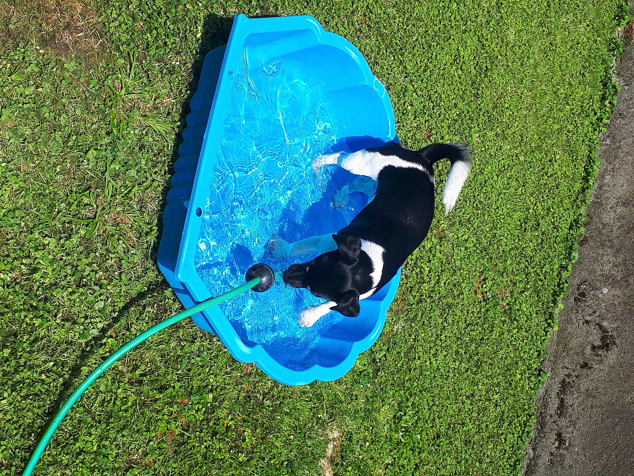 Bambou participe au concours pour gagner de l'argent avec cette photo : azure, dog, electric_blue, fashion_accessory, fun, grass, grass_family, grassland, lawn, leisure, plastic, play, recreation, shade, shadow, sporting_group, tail, tints_and_shades, water, yard
