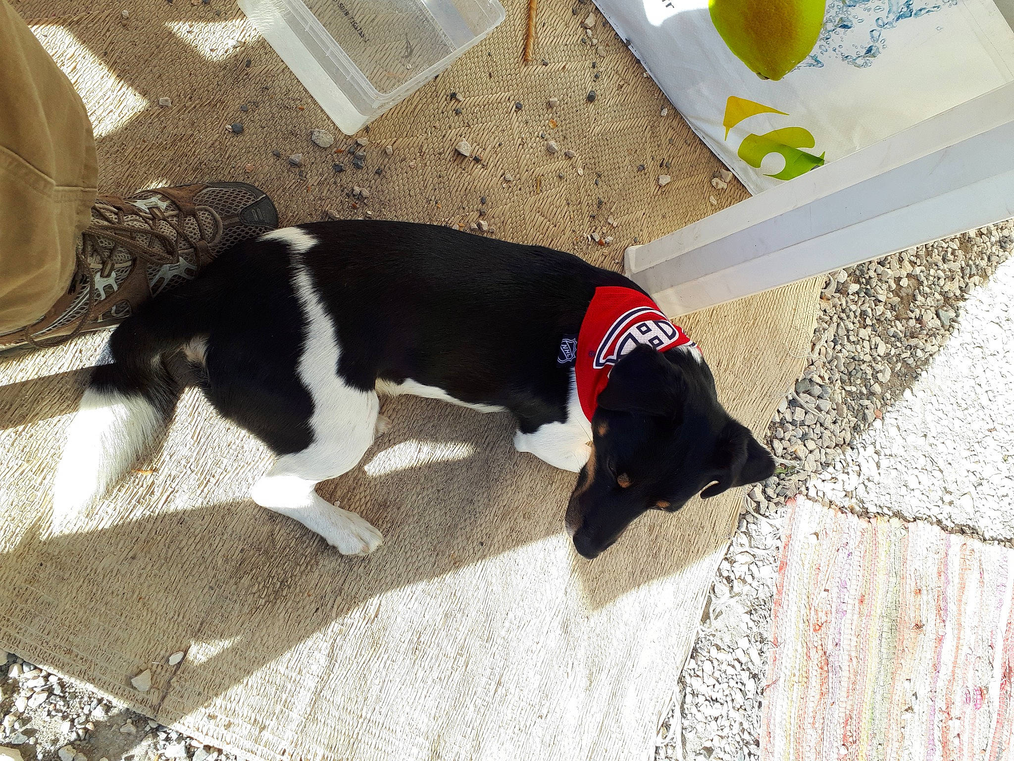 Bambou participe au concours pour gagner de l'argent avec cette photo : balloon, canidae, carmine, carnivore, collar, companion_dog, dog, dog_breed, dog_collar, dog_supply, flooring, fur, leash, paw, scent_hound, snout, sporting_group, tail, wood, working_dog