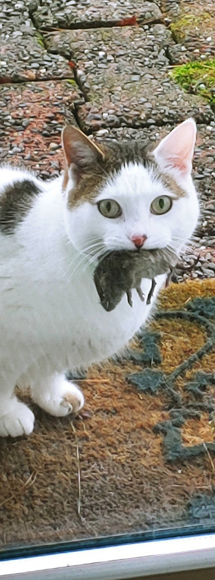 Murka