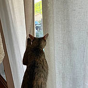 Mia is registered to the contest to win money with this photo: cat, tabby, curtains, window, indoor, pet, animal, fur, ears, tail, curious, light, shadow, cozy, plush, home, looking, vertical, natural_light, quiet