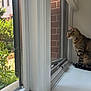cat, tabby_cat, windowsill, window, mesh_screen, indoor, greenery, plant, brick_wall, curious, pet, animal, feline, looking_out, daylight, resting, side_view, quiet, home, domestic