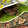 Mia is registered to the contest to win money with this photo: cat, tabby_cat, fabric, polka_dot, green_wire, carpet, curious, pet, indoor, paw, whiskers, playful, feline, striped, closeup, animal, home, resting, soft, cozy