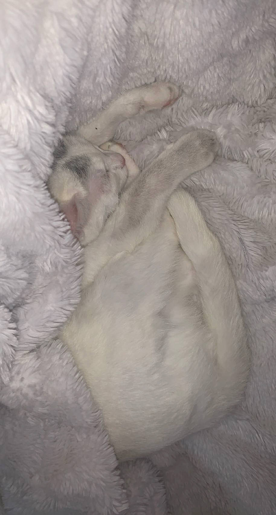 Karen joined the competition — help win amazing prizes! canidae, carnivore, cat, comfort, dog_breed, fawn, felidae, fur, grey, linens, nap, paw, small_to_medium_sized_cats, snout, sporting_group, tail, terrestrial_animal, whiskers, wildlife, wood