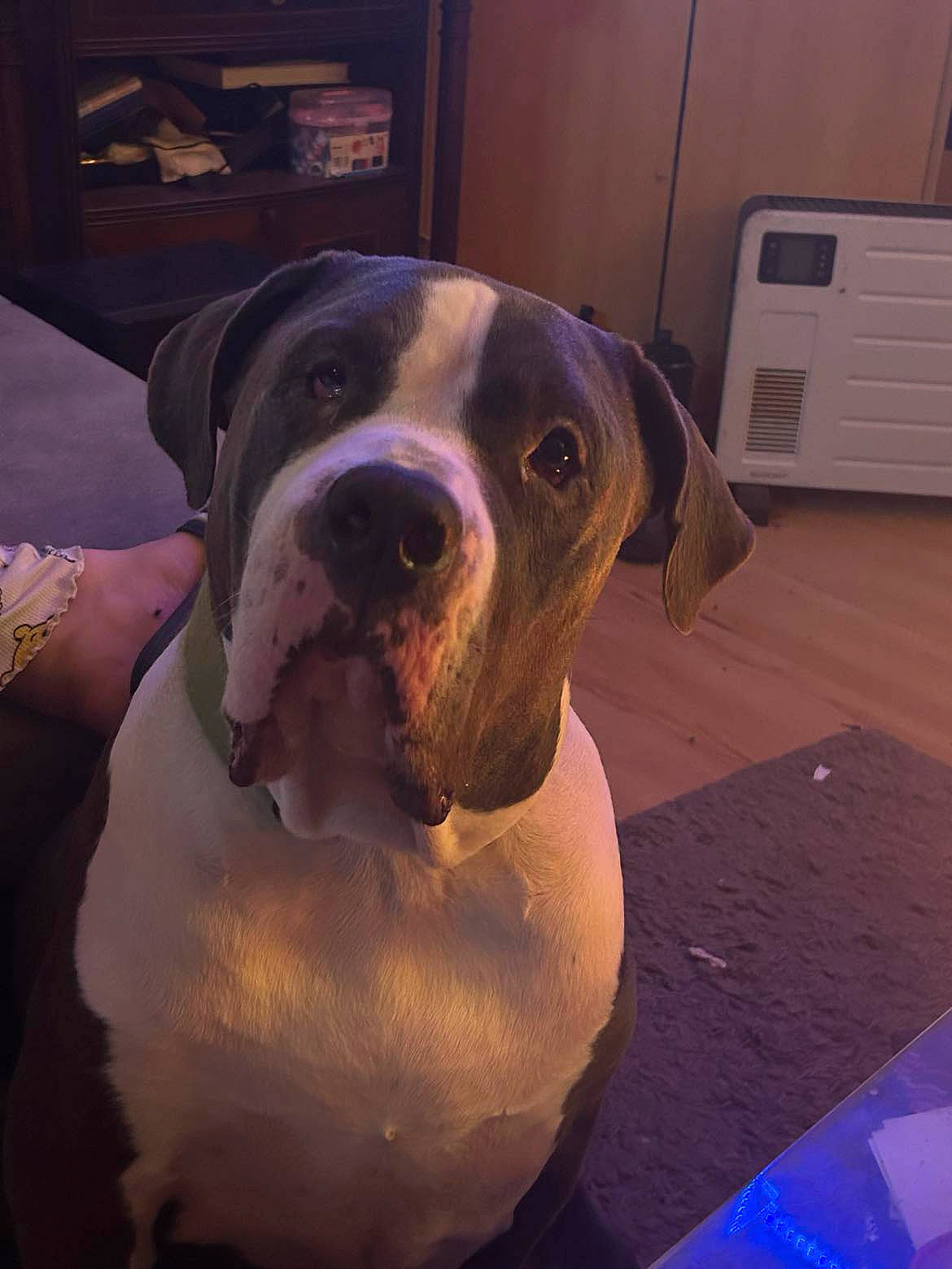 Boomer participe au concours pour gagner de l'argent avec cette photo : cabinetry, canidae, carnivore, collar, companion_dog, dog, dog_breed, dog_collar, drawer, fawn, flooring, home_appliance, molosser, non_sporting_group, snout, sporting_group, wall_plate, whiskers, window, working_animal