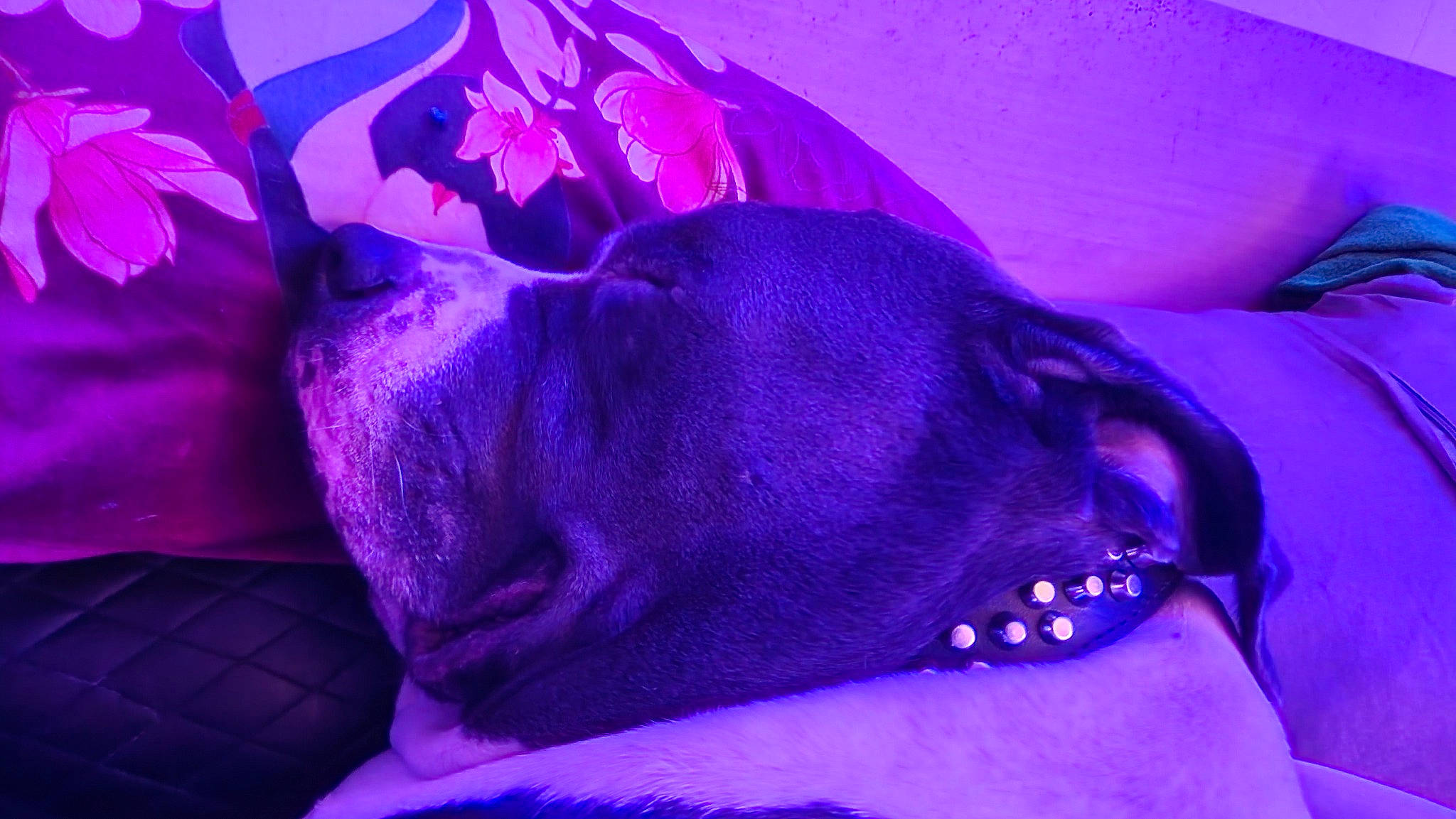 Boomer a rejoint le concours — aidez-le/la à gagner de superbes lots ! blue, buddleia, canidae, carnivore, comfort, companion_dog, dog, dog_breed, electric_blue, flower, flowering_plant, macro_photography, magenta, nap, petal, plant, purple, sporting_group, violet, violet_family