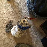 Buddy Payne joined the competition — help win amazing prizes! dog, small_dog, curly_fur, face_mask, carpet, dog_bed, slipper, indoor, looking_up, brown_fur, pet, home, floor, toy, curled_tail, animal, cute, domestic, fur, eyes