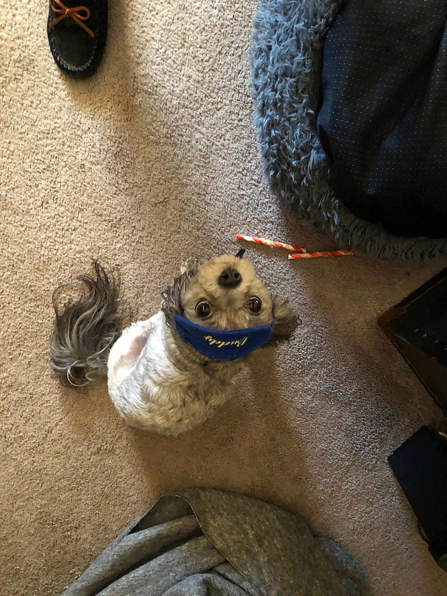Buddy Payne joined the competition — help win amazing prizes! dog, small_dog, curly_fur, face_mask, carpet, dog_bed, slipper, indoor, looking_up, brown_fur, pet, home, floor, toy, curled_tail, animal, cute, domestic, fur, eyes