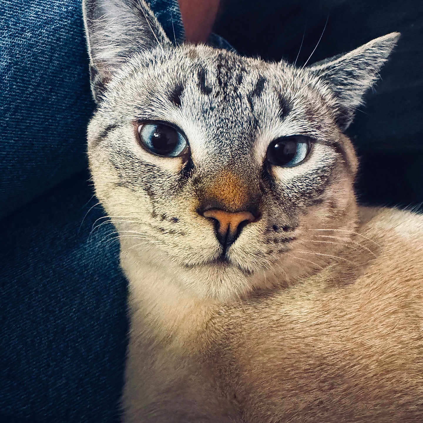 Cooper is registered to the contest to win money with this photo: animal_face, blue_eyes, cat, close_up, comfort, cute, denim, domestic_animal, ears, fabric, feline, fur, indoor, nose, pet, portrait, relaxed, resting, soft_texture, whiskers
