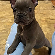 Milo is registered to the contest to win money with this photo: puppy, dog, french_bulldog, pet, animal, indoor, kitchen, floor, wooden_cabinets, tile_floor, person, lap, cute, ears, eyes, fur, small_dog, brown, looking, front_view