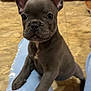 puppy, dog, french_bulldog, pet, animal, indoor, kitchen, floor, wooden_cabinets, tile_floor, person, lap, cute, ears, eyes, fur, small_dog, brown, looking, front_view