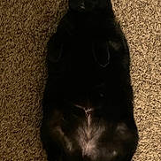 Meatball is registered to the contest to win money with this photo: alert, animal, black_cat, carpet, cat, curious, cute, domestic_cat, feline, fur, home, indoor, lying_down, mammal, pet, relaxed, shadow, tail, whiskers, wide_eyes