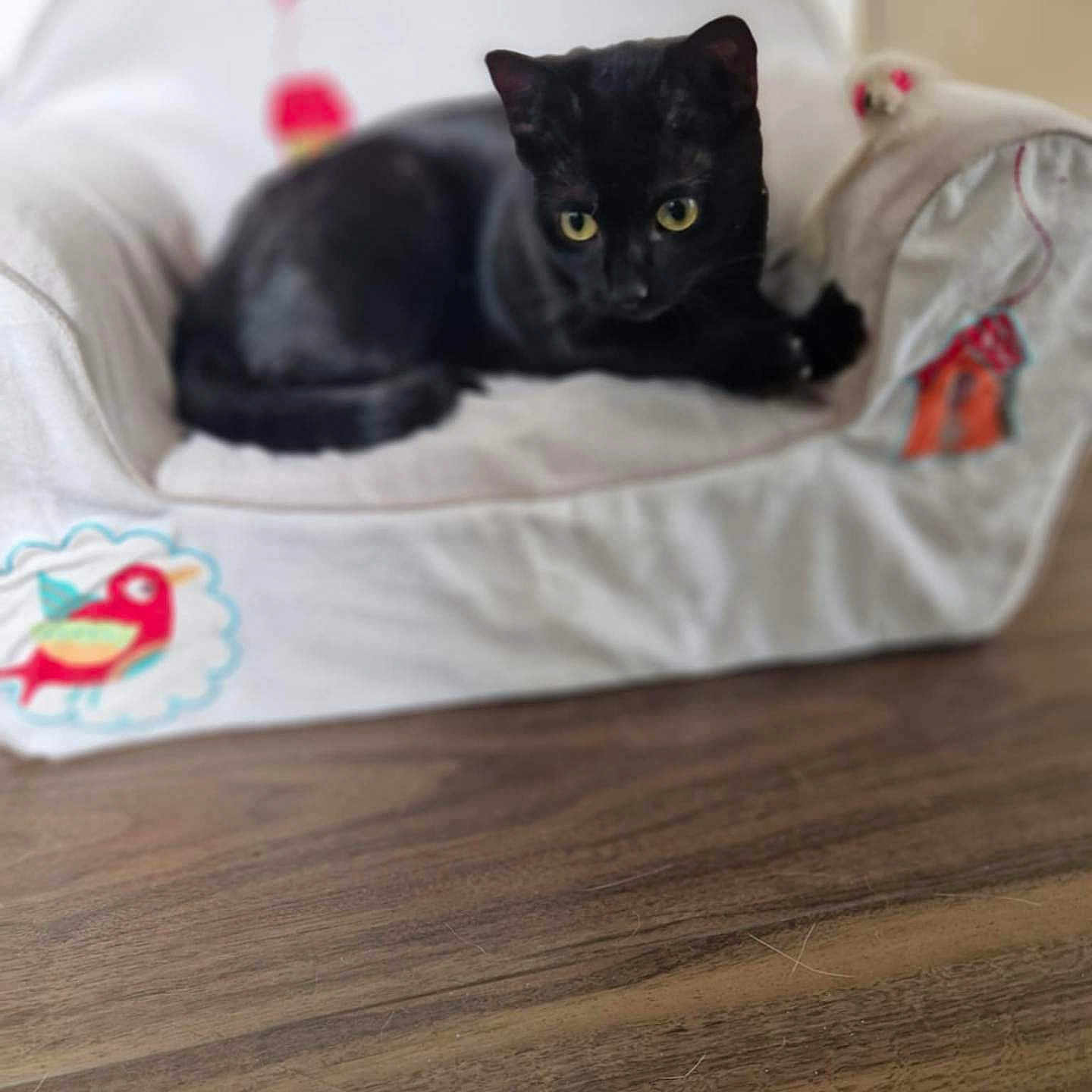 Vaïna a rejoint le concours — aidez-le/la à gagner de superbes lots ! animal, black_cat, cat, chair, cozy, curious, cushion, cute, decor, domestic_animal, feline, fur, indoor, pet, relaxed, resting, small_furniture, soft, wooden_floor, yellow_eyes