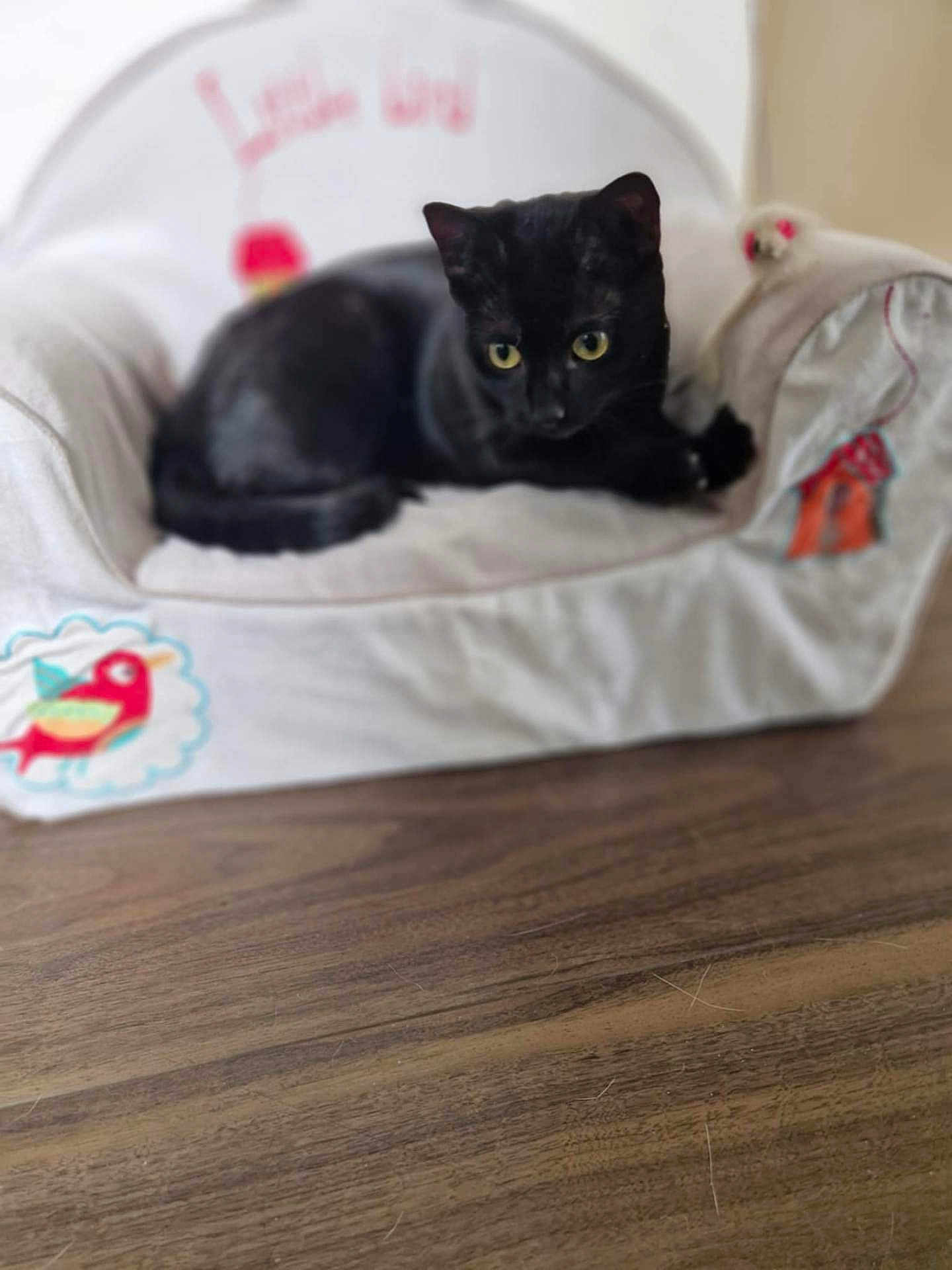 Vaïna a rejoint le concours — aidez-le/la à gagner de superbes lots ! black_cat, cat, pet, animal, feline, cushion, chair, indoor, yellow_eyes, fur, resting, cute, small_furniture, wooden_floor, decor, cozy, soft, relaxed, curious, domestic_animal