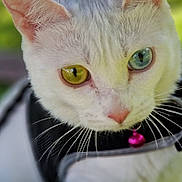 Uguette participe au concours pour gagner de l'argent avec cette photo : abyssinian, accessories, angora, animal, blackcat, cat, collar, formalwear, kitten, leash, manx, pet, siamese, snout, strap, tie