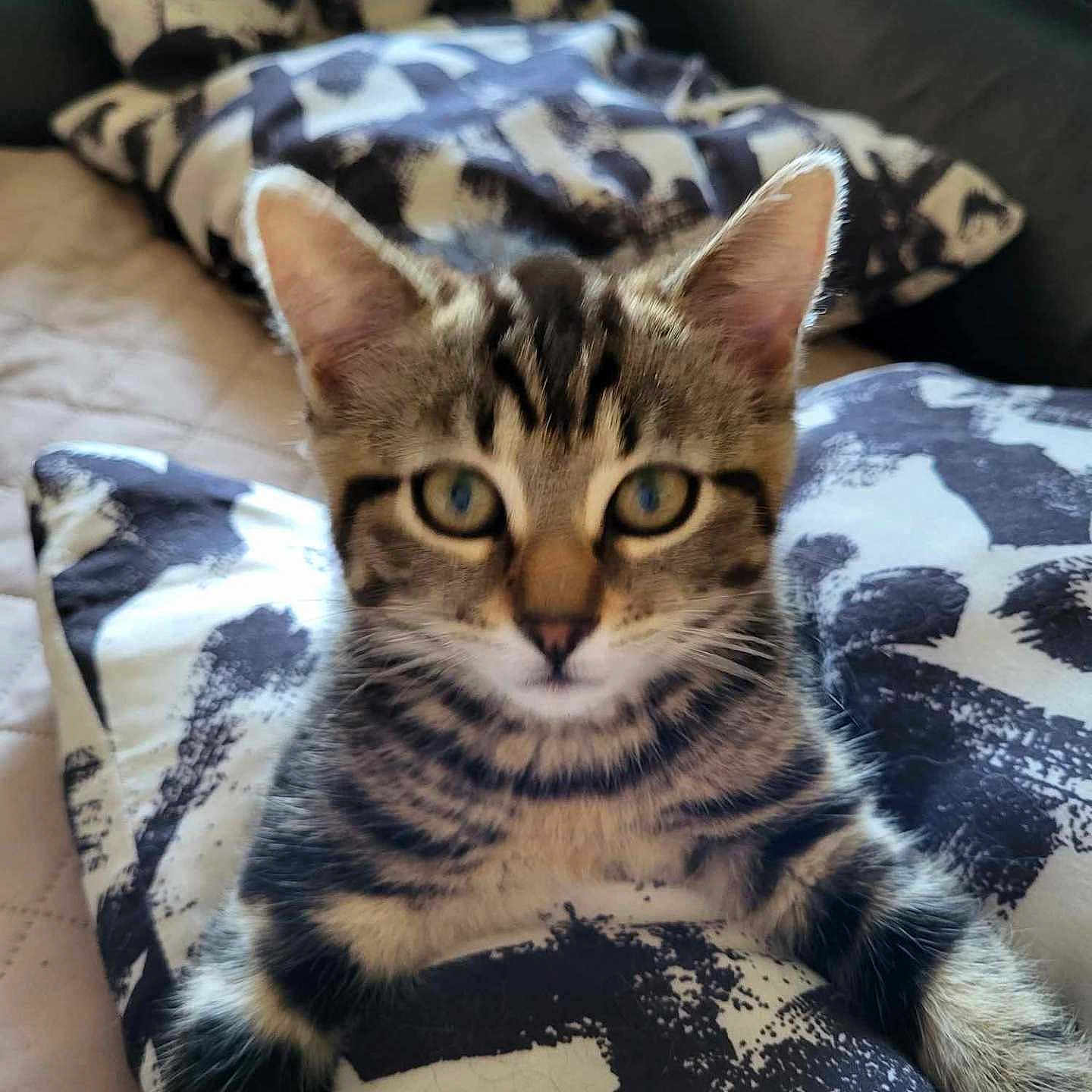 Tartine participe au concours pour gagner de l'argent avec cette photo : animal, cat, closeup, couch, cute, domestic, ears, feline, fur, indoor, kitten, looking, pet, pillow, resting, soft, striped, tabby, whiskers, young