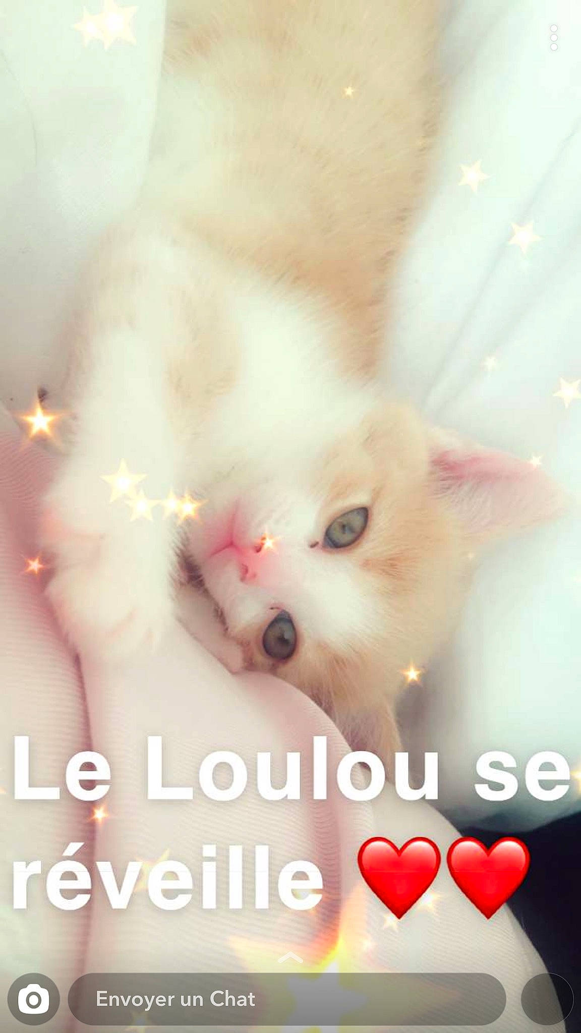 Chipette a rejoint le concours — aidez-le/la à gagner de superbes lots ! carnivore, cat, felidae, font, heart, kitten, love, photo_caption, ragdoll, small_to_medium_sized_cats, valentines_day, whiskers