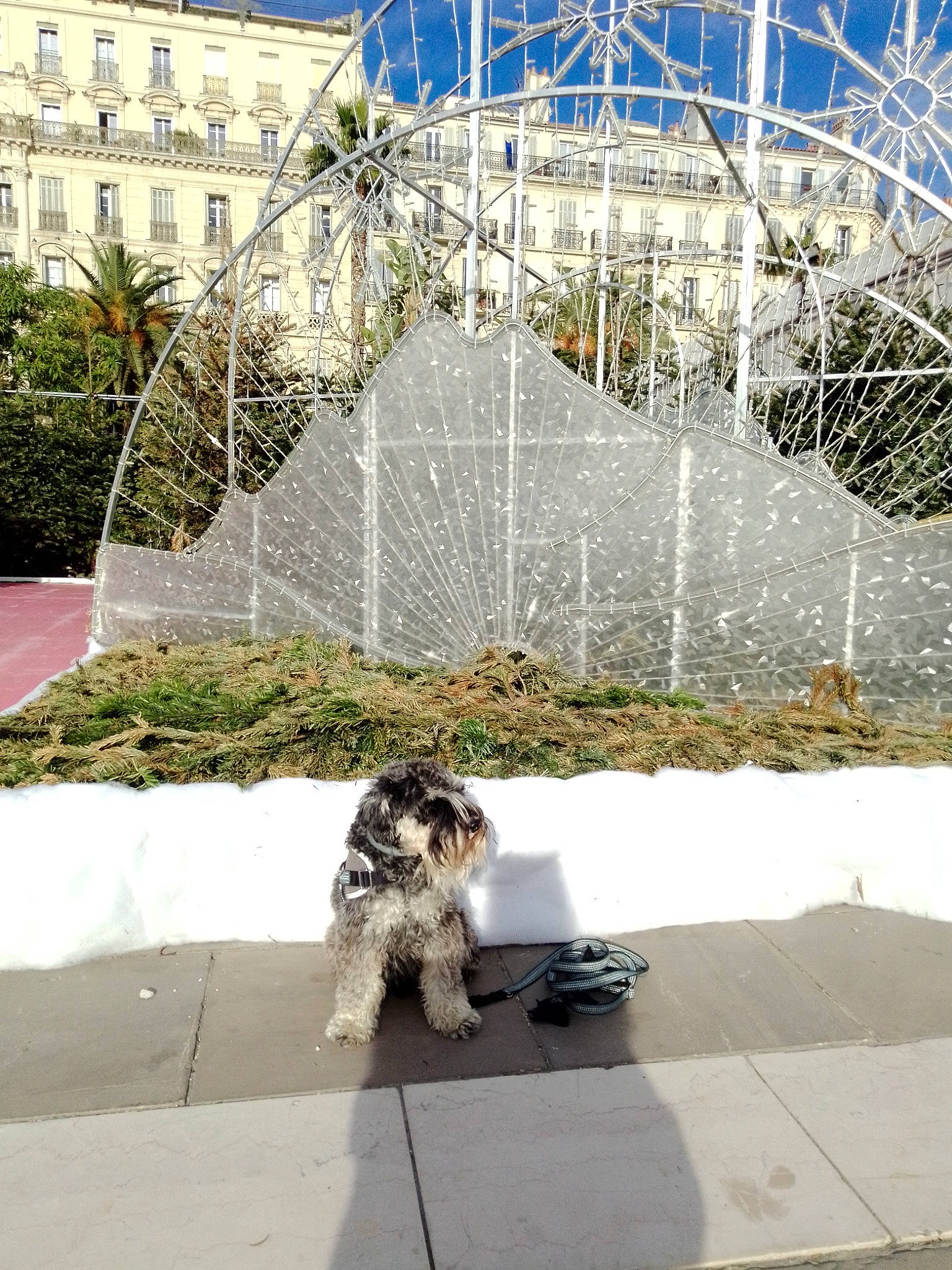 Patchi a rejoint le concours — aidez-le/la à gagner de superbes lots ! art, asphalt, carnivore, city, companion_dog, dog, dog_breed, flooring, fountain, grass, leisure, plant, road_surface, sidewalk, sky, tail, terrier, toy_dog, water, water_feature