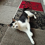 Caline participe au concours pour gagner de l'argent avec cette photo : cat, black_and_white, indoor, carpet, floor, pet, animal, relaxed, lying_down, curious, mustache_mark, household, wheel, texture, cozy, fur, whiskers, paws, domestic, resting