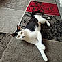 cat, black_and_white, indoor, carpet, floor, pet, animal, relaxed, lying_down, curious, mustache_mark, household, wheel, texture, cozy, fur, whiskers, paws, domestic, resting
