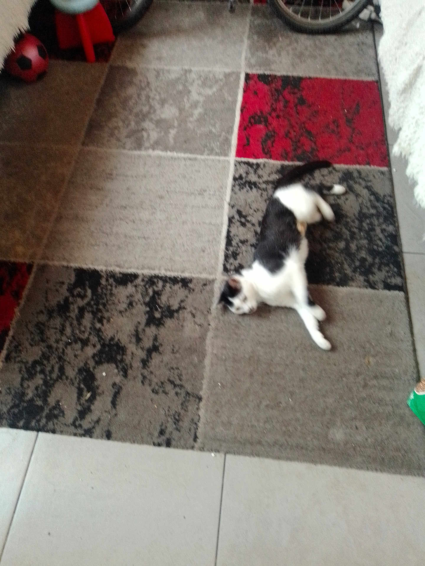 Caline a rejoint le concours — aidez-le/la à gagner de superbes lots ! cat, carpet, flooring, indoor, black_and_white_cat, tile_floor, soccer_ball, bicycle, patterned_rug, lazy_cat, household, pet, animal, resting, feline, domestic, home, blurred, lying_down, colored_rug