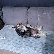 Patchi De L Oppidum participe au concours pour gagner de l'argent avec cette photo : dog, couch, blanket, indoor, relaxed, fur, pet, animal, resting, cozy, pillow, sleeping, domestic, living_room, comfort, canine, furniture, laying_down, home, quiet