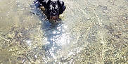 Patchi De L Oppidum a rejoint le concours — aidez-le/la à gagner de superbes lots ! dog, water, shallow_water, sunlight, sparkle, curly_fur, wet, outdoor, nature, animal, pet, reflection, summer, playful, small_dog, black_dog, river, clear_water, sunny, daytime