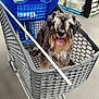 Patchi De L Oppidum a rejoint le concours — aidez-le/la à gagner de superbes lots ! dog, shopping_cart, store, indoor, pet, tongue_out, happy, furry, leash, gray_fur, black_fur, plastic_cart, metal_cart, person_hand, floor, aisle, shopping, retail, animal, companion