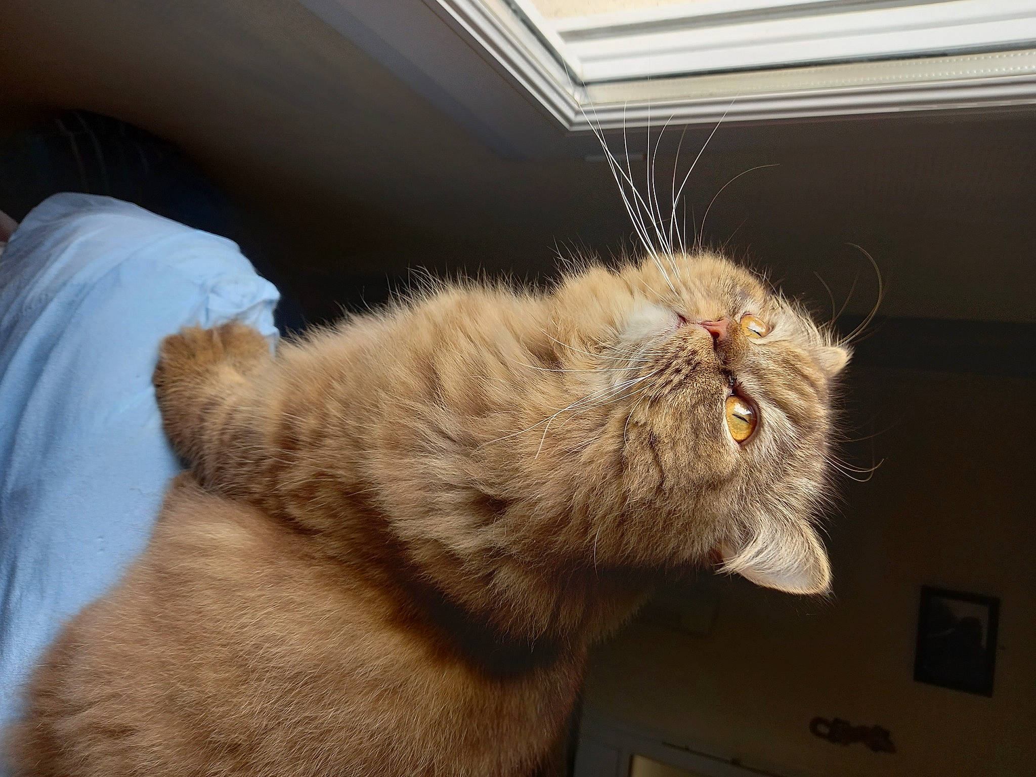 Romy a rejoint le concours — aidez-le/la à gagner de superbes lots ! carnivore, cat, claw, comfort, domestic_short_haired_cat, ear, eye, fawn, felidae, fur, nap, paw, small_to_medium_sized_cats, snout, sporting_group, tail, terrestrial_animal, whiskers, window, wrinkle