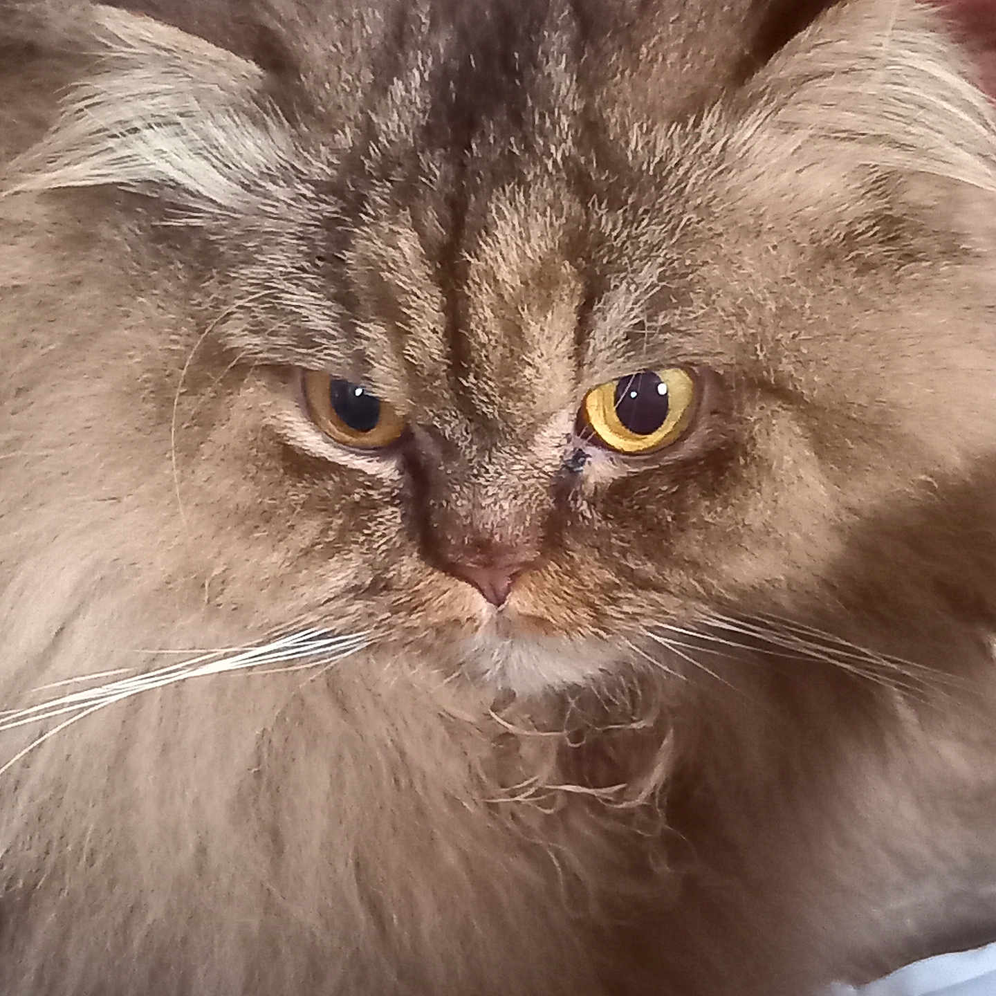 Romy