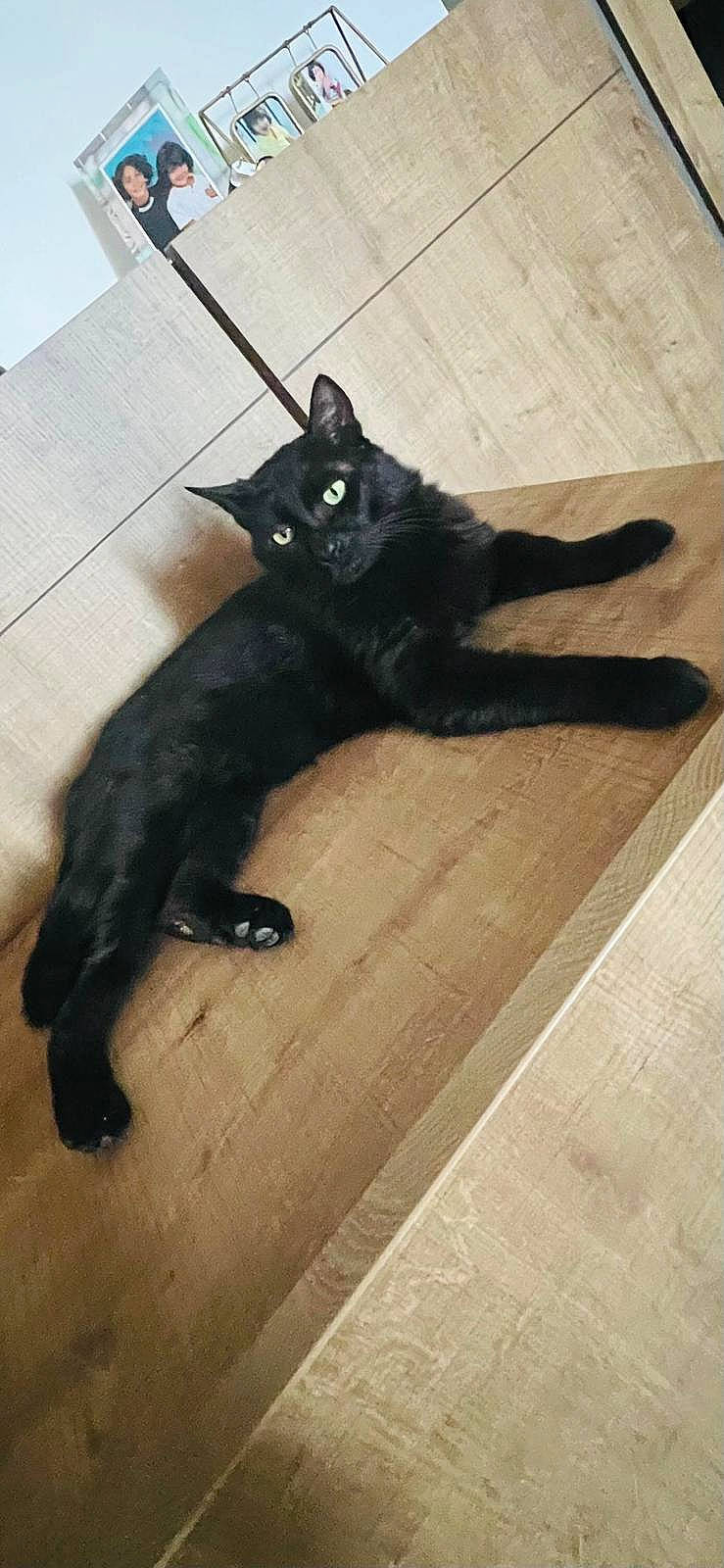 Chocolat a rejoint le concours — aidez-le/la à gagner de superbes lots ! animal, architecture, blackcat, building, cat, furniture, hardwood, head, indoors, interiordesign, kitten, manx, person, pet, plywood, sleeping, stainedwood, table, wall, wood