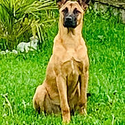 Angel a rejoint le concours — aidez-le/la à gagner de superbes lots ! dog, grass, greenery, plant, fence, wall, outdoor, pet, animal, sitting, brown_dog, nature, garden, canine, alert, muzzle, ears, daylight, yard, domestic_animal