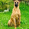 dog, grass, greenery, plant, fence, wall, outdoor, pet, animal, sitting, brown_dog, nature, garden, canine, alert, muzzle, ears, daylight, yard, domestic_animal