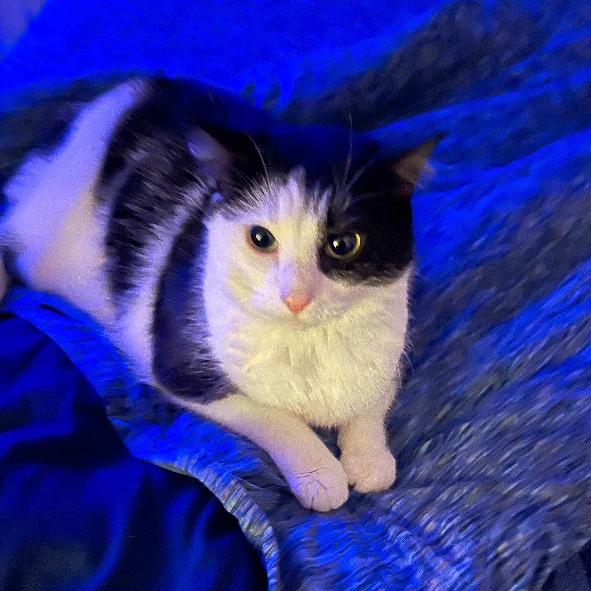 Pepper joined the competition — help win amazing prizes! alert, animal, bed, black_and_white, blanket, blue_light, cat, cozy, cute, domestic, feline, fur, indoor, looking, paws, pet, portrait, resting, soft, whiskers