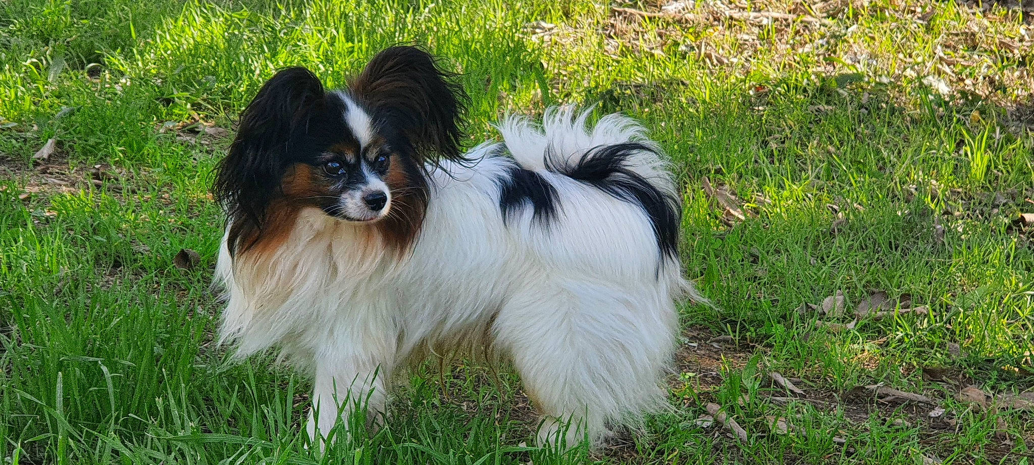 Jarod a rejoint le concours — aidez-le/la à gagner de superbes lots ! canidae, carnivore, companion_dog, dog, dog_breed, fawn, fur, grass, gun_dog, liver, papillon, plant, spaniel, sporting_group, tail, terrestrial_animal, toy_dog, water_dog, working_animal, working_dog