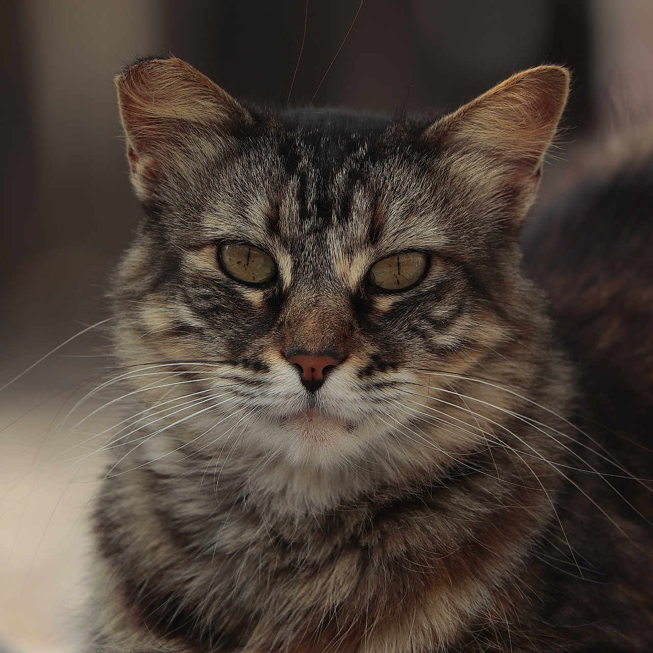 Caramel a rejoint le concours — aidez-le/la à gagner de superbes lots ! animal, blurred_background, calm, cat, closeup, detailed, ears, eyes, feline, fur, mammal, nature, nose, outdoor, pet, portrait, resting, stones, tabby, whiskers